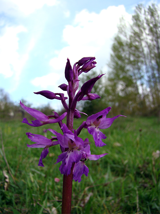 Orchis morio...e altre